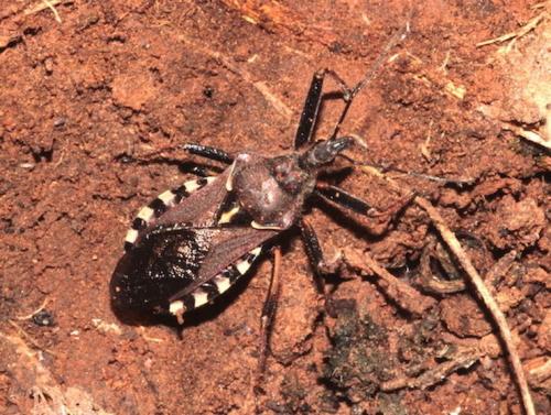 Réf. 243 894 : Rhynocoris erythropus